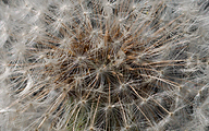 AS Common Dandelion (Taraxacum officinale)